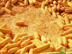 玉米价格创历史新高是怎么回事？玉米价格会持续暴涨吗？