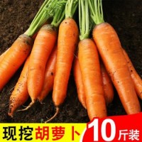 新鲜胡萝卜10斤应季蔬菜潍坊沙窝脆甜水果型青白红心包邮红皮萝卜