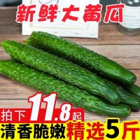 新鲜黄瓜5斤水果 长黄瓜脆嫩小青瓜当季蔬菜应季黄瓜生吃小黄瓜10