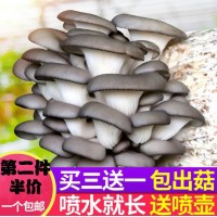 蘑菇种植包平菇菌包种蘑菇食用菌菌种家庭阳台蘑菇菌种子新鲜菌菇