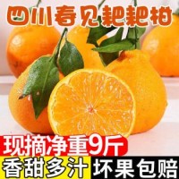 四川春见耙耙柑丑橘5斤 新鲜橘子应当季丑甜桔子水果整箱顺丰包邮
