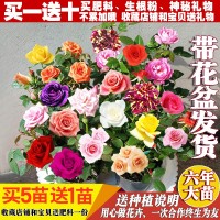 玫瑰花苗带花苞花卉观花绿植物室内阳台盆栽大花月季蔷薇四季开花