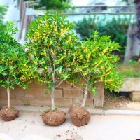 桂花树苗盆栽庭院植物金桂丹桂浓香型花卉四季开花好养易活小盆景