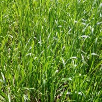 耐寒多年生黑麦草种子四季常青畜牧草猪牛羊鸡鸭鹅鱼草籽种籽