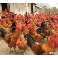 K9鸡苗 K9肉鸡苗の882肉鸡苗。鸡苗，新广k901鸡苗，k902鸡