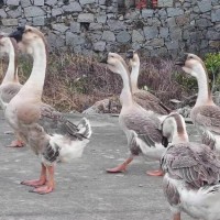 正宗大种狮头鹅苗 汕头狮头鹅苗 包打疫苗+厂家直销