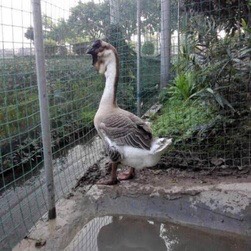 正宗大种狮头鹅苗 汕头狮头鹅苗 包打疫苗+厂家直销